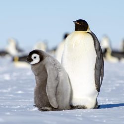 A zoo has 15 emperor penguins