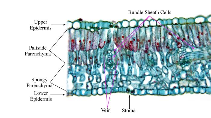 Central vein of a leaf crossword